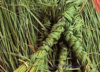 आज कुशे औँसी: पितृ तर्पण, पिण्डदान र बुबालाई सम्मान गर्ने दिन ।