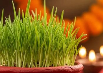 नवरात्रिको पहिलो दिन घटस्थापना: घर–घरमा कलश स्थापना र जमरा रोपाइँ